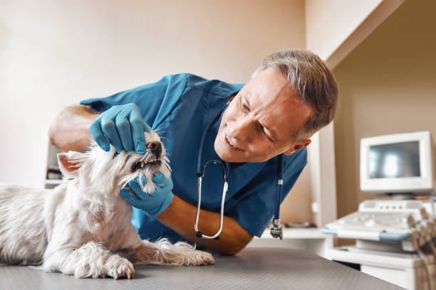 Best Emergency Treatment for Dental Infections or Abscesses in Williamson, AZ